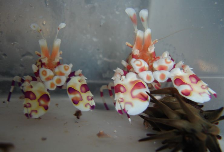 Harly the harlequin shrimp