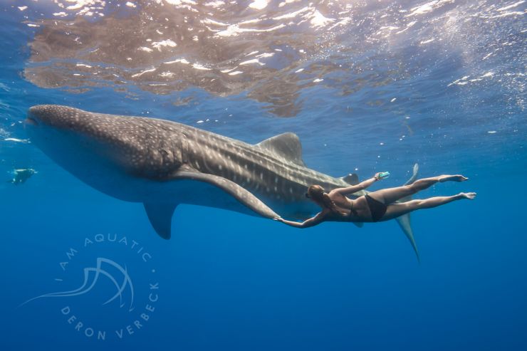 Whale Shark